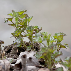 Similar image 21249992