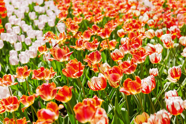 Similar image 21252216