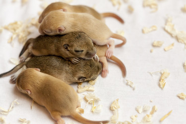 Similar image 21249030