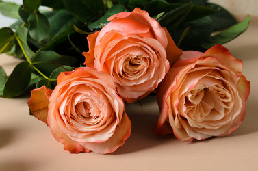 Similar image 21249470