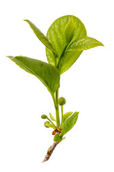 Similar image 21253332