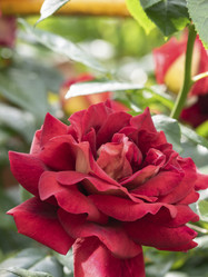 Similar image 21253130