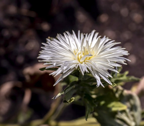 Similar image 21254274