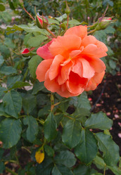 Similar image 21255461