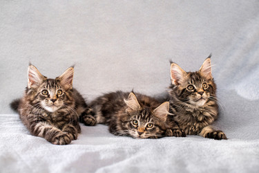 Similar image 21259071