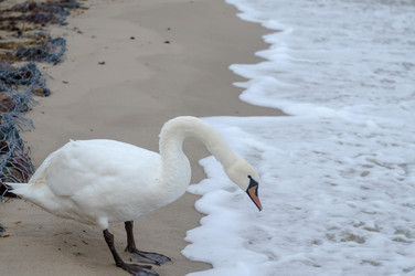 Similar image 21265344