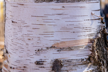 Similar image 21260543