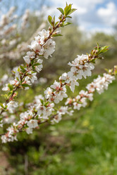 Similar image 21265000