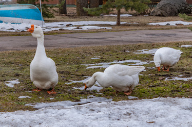 Similar image 21265563