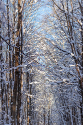 Similar image 21263776