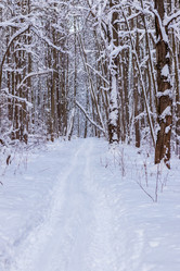 Similar image 21265597