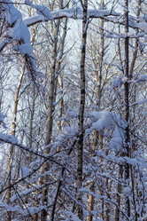 Similar image 21265598