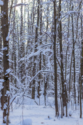 Similar image 21265601