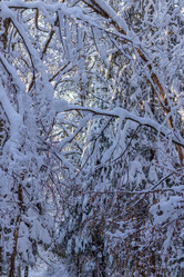 Similar image 21266865