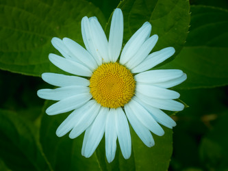 Similar image 21265619