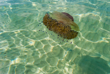 Similar image 21266579