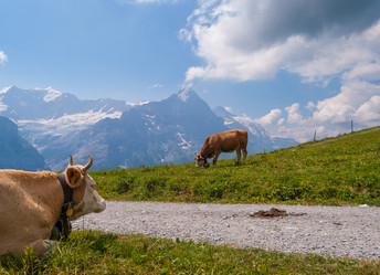 Similar image 21260412