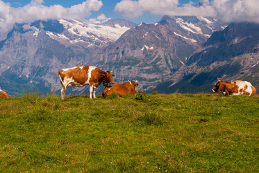 Similar image 21263829