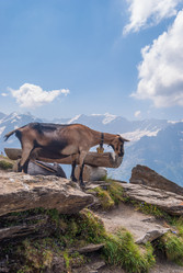 Similar image 21263832