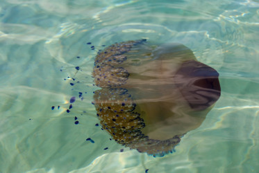 Similar image 21260413