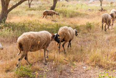 Similar image 21263859