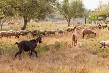 Similar image 21263862