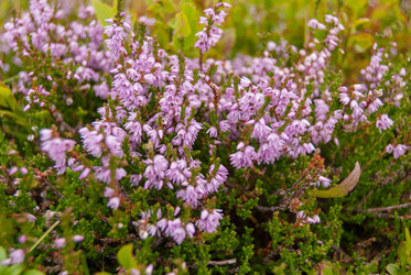 Similar image 21264652