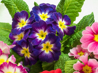 Similar image 21264654