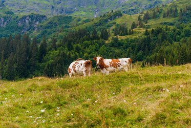 Similar image 21261904