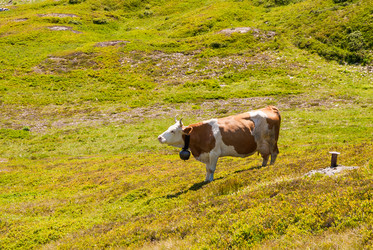 Similar image 21260862