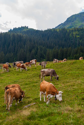 Similar image 21263900