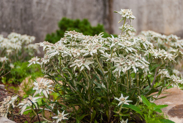 Similar image 21265748