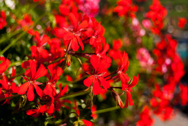 Similar image 21265750