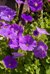 Similar image 21281513