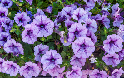 Similar image 21263913