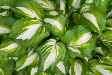 Similar image 21260217