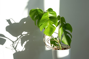 Similar image 21264238