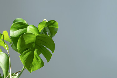 Similar image 21264249