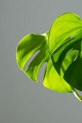 Similar image 21264250