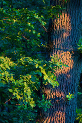 Similar image 21269415