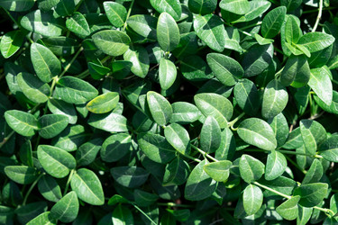 Similar image 21264310