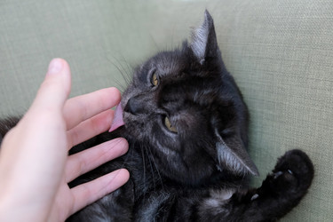 Similar image 21264333