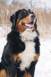 Similar image 21269454