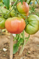 Similar image 21259899