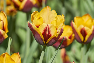 Similar image 21259947