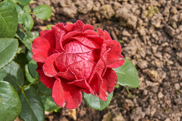 Similar image 21260303