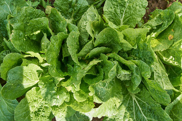 Similar image 21259729