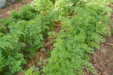 Similar image 21259733