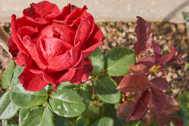 Similar image 21260173