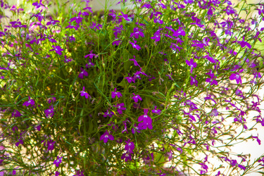 Similar image 21283896